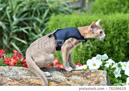 Young Abyssinian cat color Faun with a leash walking around the yard. Pets walking outdoors, adventures n the Park. 78286628