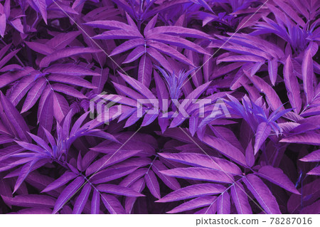 The leaves of tropical plants are textured in tinted blue and purple-pink tones. 78287016