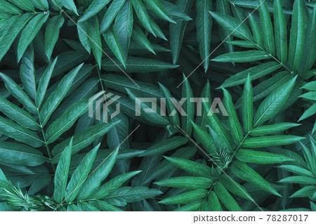 Natural dark green foliage of forest vegetation as a natural background. 78287017