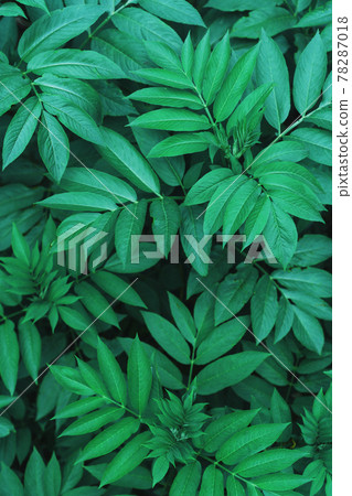 Dark green foliage of forest vegetation as a natural background. Dark green foliage of forest vegetation as a natural background. 78287018