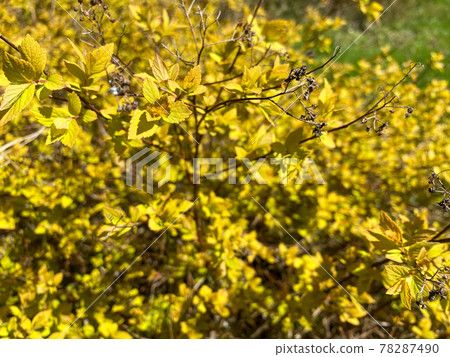 Beautiful little yellow flowers or bushes in a flower bed. Texture. The background 78287490