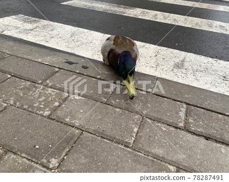 A beautiful gray duck bird walks on the asphalt at a pedestrian crossing crosses the road in a big city 78287491