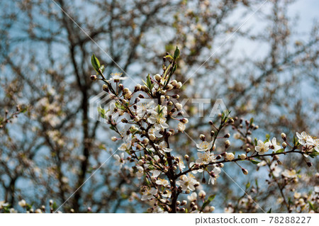 Blooming plums in the garden. 78288227