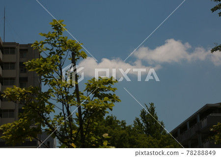 晴天，我在藤見公園散步 78288849