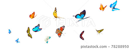 Beautiful nature view of butterfly on blurred background in garden. Beautiful nature view of butterfly on blurred background in garden. 78288950