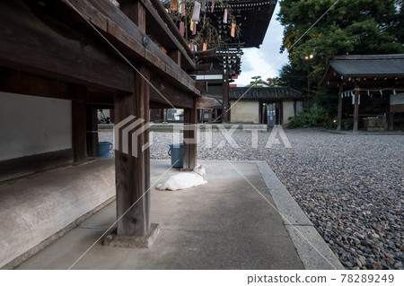 梅宮大社，七夕竹草裝飾的大殿屋簷下的白貓 78289249