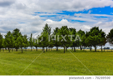 Wild flowers and pines, Patagonia 78289500