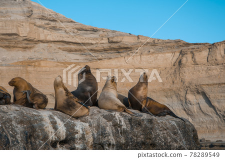 Sea lion Male in colony, patagonia Argentina Sea lion Male in colony, patagonia Argentina 78289549
