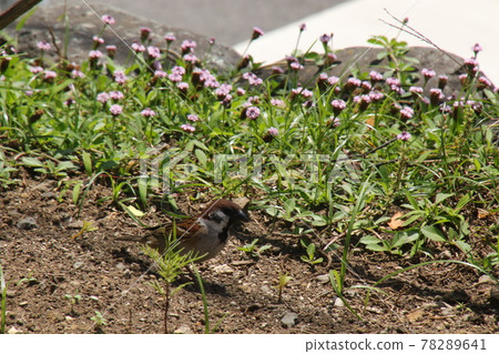 I took a walk in Fujimi Park on a sunny day 78289641