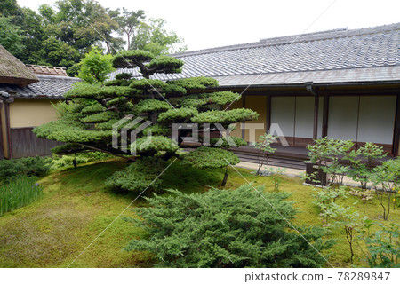 Jikoin courtyard five-leaf pine, Yamatokoriyama City, Nara Prefecture 78289847
