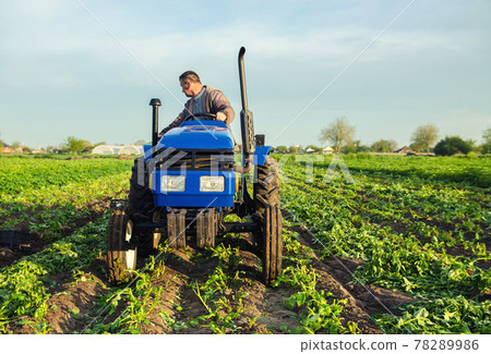 A farmer drives a tractor across the field and harvests potatoes. Harvest first potatoes in early spring. Farming and farmland. Agro industry and agribusiness. Support for farms. Harvesting 78289986