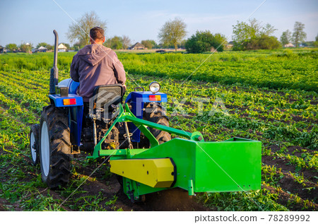 Farmer digs out a crop of potatoes with a tractor. Harvest first potatoes in early spring. Farming and farmland. Agro industry and agribusiness. Harvesting mechanization in developing countries Farmer digs out a crop of potatoes with a tractor. Harvest first potatoes in early spring. Farming and farmland. Agro industry and agribusiness. Harvesting mechanization in developing countries 78289992