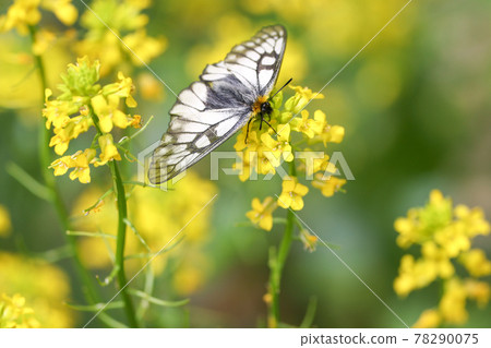 Parnassius abruptus resting on rape blossoms 78290075