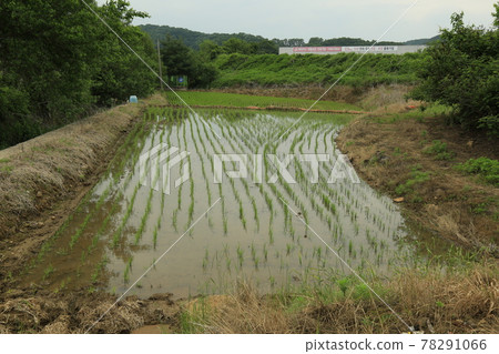 漣川郡Horogoru城、鄉村、大麥田 78291066