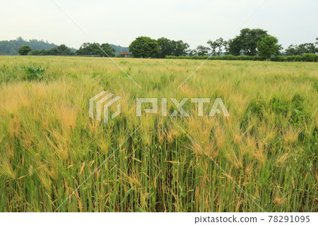 漣川郡Horogoru城、鄉村、大麥田 78291095