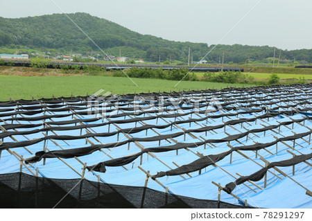 Yeoncheon-gun. Horogoru Castle. Ginseng field. Flower road. Rice field. Trees 78291297