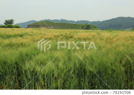 漣川郡, 虎羅古城, 大麥田, 人參田, 樹木 78291506