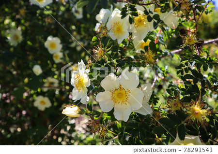 White dog rose flower 78291541