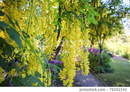 黃色紫藤花國王紗麗 黃色紫藤花國王紗麗 78291542