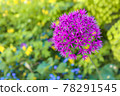 紫色蔥屬花 78291545