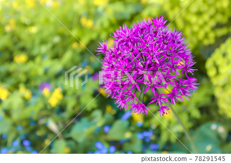 紫色蔥屬花 78291545