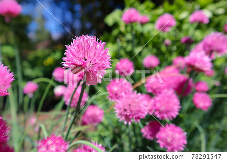 粉紅色的韭菜花 粉紅色的韭菜花 78291547