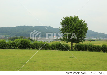 Yeoncheon-gun, Horogoru Castle. Barley field. Green. Trees Yeoncheon-gun, Horogoru Castle. Barley field. Green. Trees 78291562