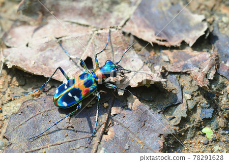 虎甲蟲(納米虎甲蟲) 虎甲蟲(納米虎甲蟲) 78291628