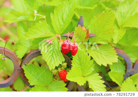 Wild strawberry fruit Wild strawberry fruit 78291729
