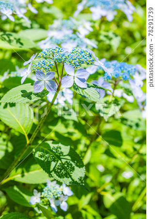 Early hydrangea, hydrangea blooming vigorously, blue hydrangea 78291739
