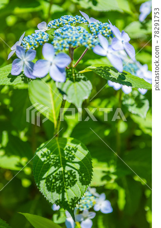 Early hydrangea, hydrangea blooming vigorously, blue hydrangea 78291753