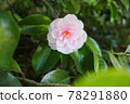 淡粉色山茶花 78291880