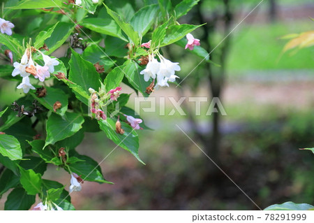 hakonnettsugi花 hakonnettsugi花 78291999