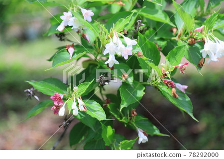 Flower of hakonnettsugi Flower of hakonnettsugi 78292000