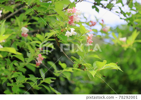 Flower of hakonnettsugi Flower of hakonnettsugi 78292001