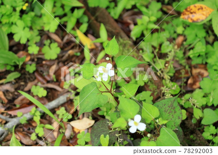 Houttuynia cordata flower Houttuynia cordata flower 78292003