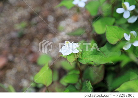 Yaesaki Dokudami花 78292005