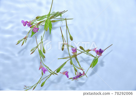 Evening primrose floating on the surface of the water Evening primrose floating on the surface of the water 78292006