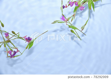 漂浮在水面上的月見草 漂浮在水面上的月見草 78292009