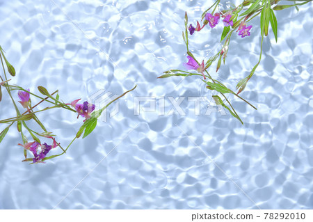 漂浮在水面上的月見草 漂浮在水面上的月見草 78292010