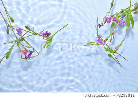 漂浮在水面上的月見草 漂浮在水面上的月見草 78292011