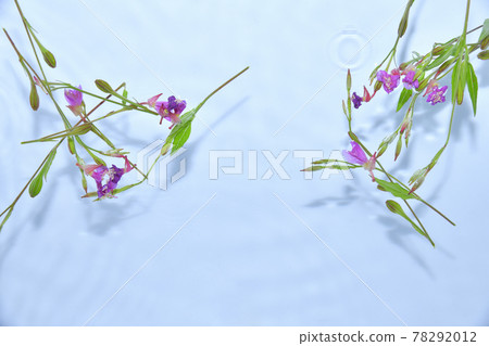 漂浮在水面上的月見草 漂浮在水面上的月見草 78292012