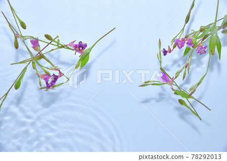 Evening primrose floating on the surface of the water Evening primrose floating on the surface of the water 78292013