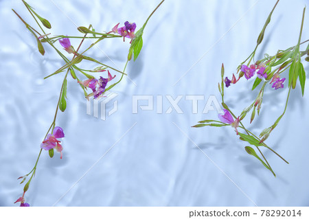 Evening primrose floating on the surface of the water Evening primrose floating on the surface of the water 78292014