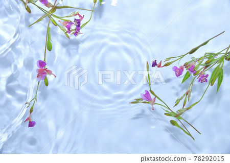 漂浮在水面上的月見草 78292015