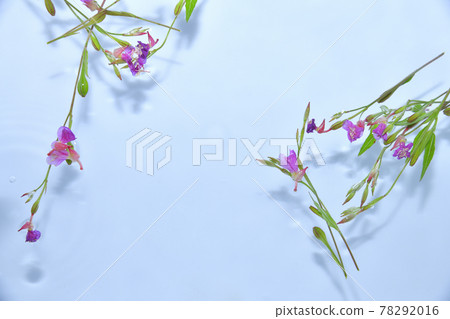 漂浮在水面上的月見草 漂浮在水面上的月見草 78292016