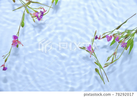 漂浮在水面上的月見草 漂浮在水面上的月見草 78292017