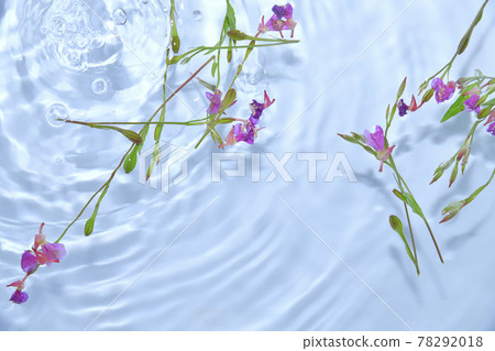 漂浮在水面上的月見草 漂浮在水面上的月見草 78292018