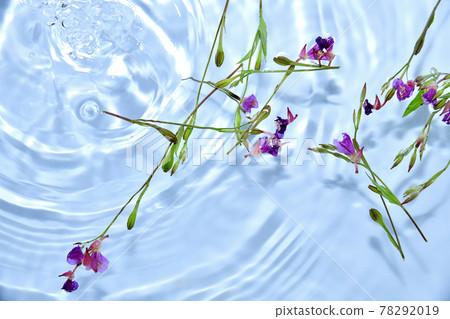漂浮在水面上的月見草 漂浮在水面上的月見草 78292019