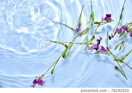 漂浮在水面上的月見草 漂浮在水面上的月見草 78292020